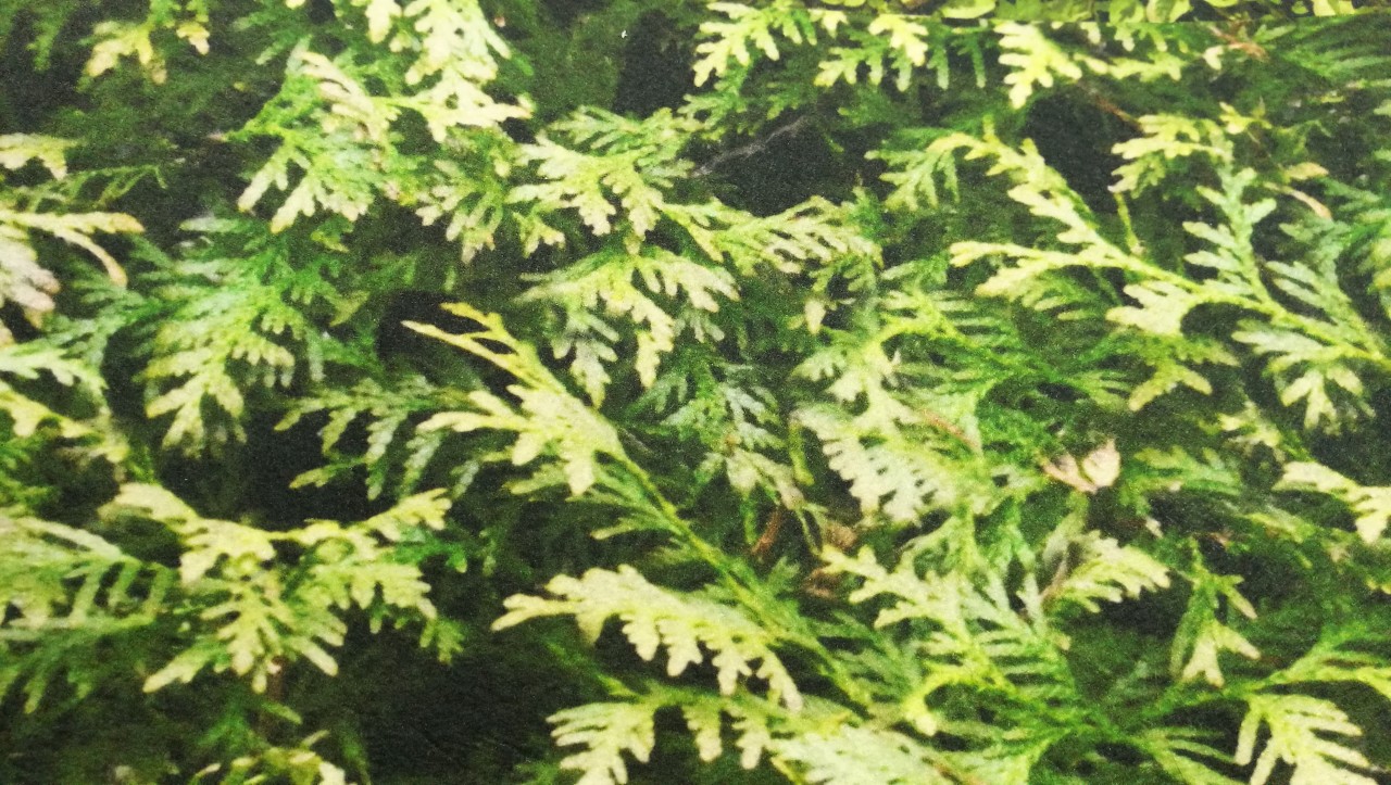 Bandes brise-vue avec MOTIV pour clôture de jardin à double barreaux 1 rouleau = 26 m - Arbre de vie Bandes brise-vue avec MOTIV pour clôture de jardin à double barreaux 1 rouleau = 26 m - Arbre de vie